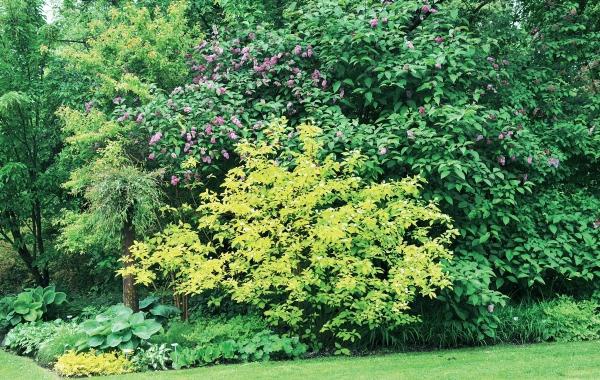 Иллюстрация к книге — Миллион растений для вашего сада [_133.jpg]