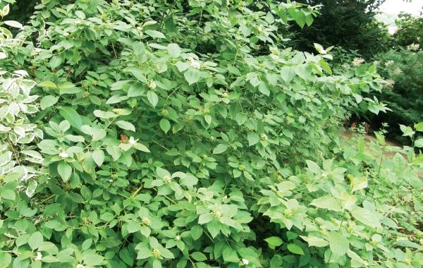 Иллюстрация к книге — Миллион растений для вашего сада [_135.jpg]