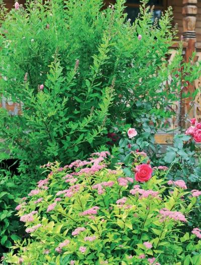 Иллюстрация к книге — Миллион растений для вашего сада [_143.jpg]