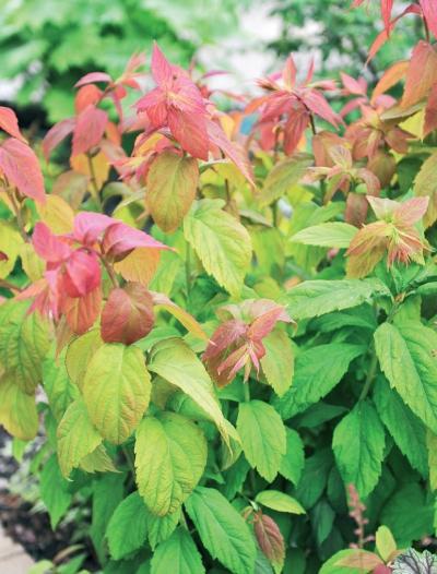 Иллюстрация к книге — Миллион растений для вашего сада [_144.jpg]