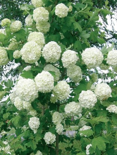 Иллюстрация к книге — Миллион растений для вашего сада [_146.jpg]