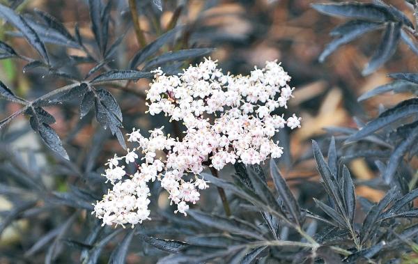 Иллюстрация к книге — Миллион растений для вашего сада [_148.jpg]