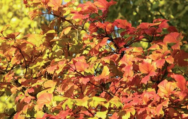 Иллюстрация к книге — Миллион растений для вашего сада [_153.jpg]