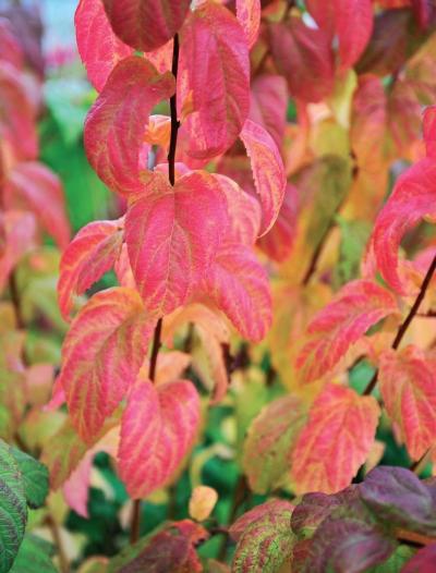 Иллюстрация к книге — Миллион растений для вашего сада [_154.jpg]