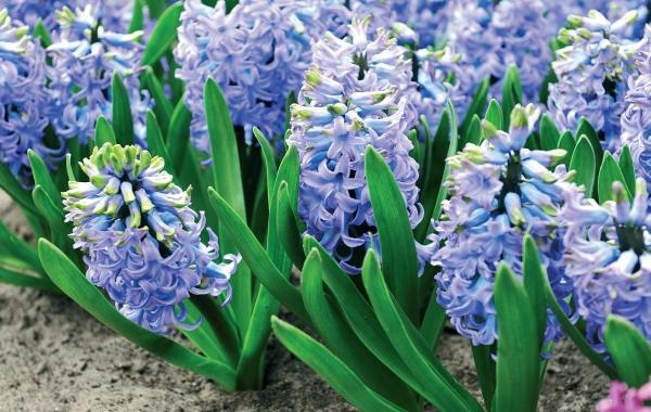 Иллюстрация к книге — Миллион растений для вашего сада [_157.jpg]