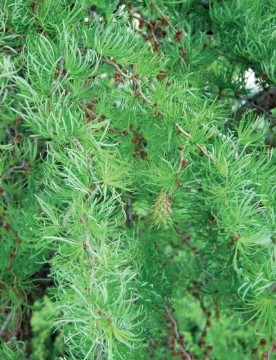 Иллюстрация к книге — Миллион растений для вашего сада [_16.jpg]