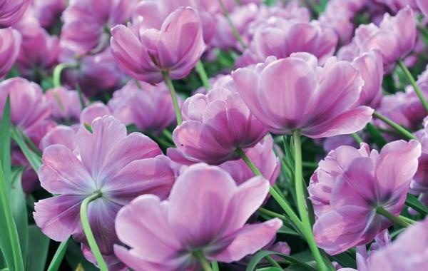 Иллюстрация к книге — Миллион растений для вашего сада [_160.jpg]