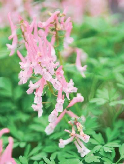 Иллюстрация к книге — Миллион растений для вашего сада [_162.jpg]