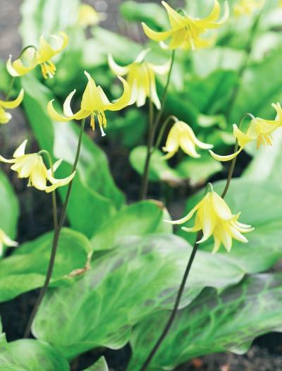 Иллюстрация к книге — Миллион растений для вашего сада [_163.jpg]