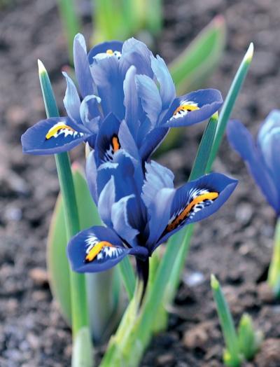 Иллюстрация к книге — Миллион растений для вашего сада [_165.jpg]