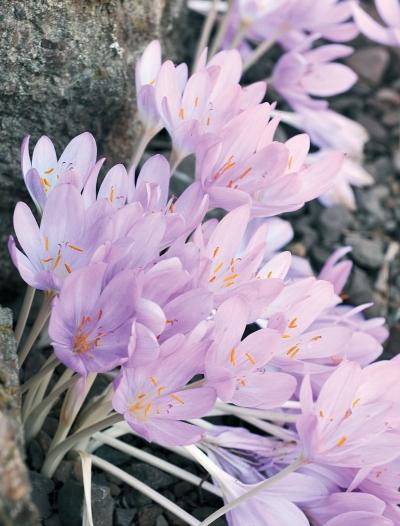 Иллюстрация к книге — Миллион растений для вашего сада [_169.jpg]