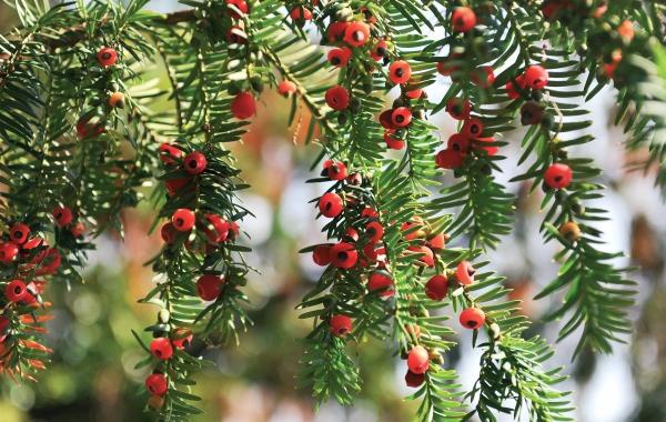 Иллюстрация к книге — Миллион растений для вашего сада [_17.jpg]