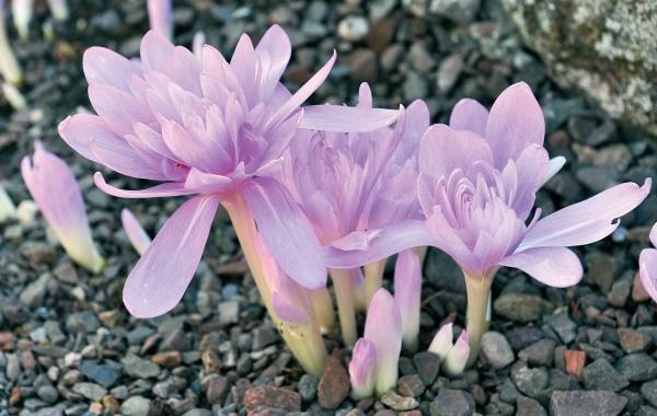 Иллюстрация к книге — Миллион растений для вашего сада [_171.jpg]