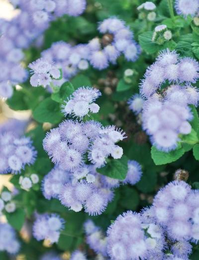 Иллюстрация к книге — Миллион растений для вашего сада [_173.jpg]