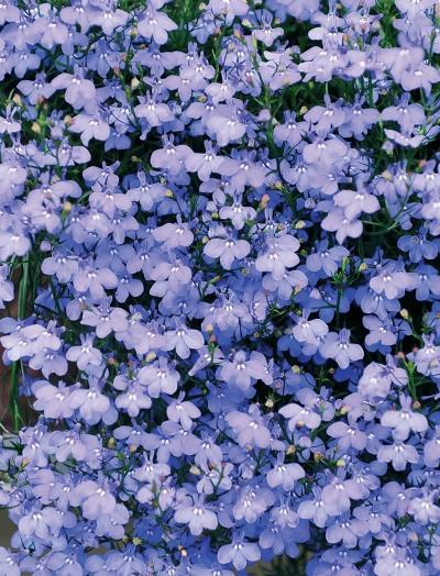 Иллюстрация к книге — Миллион растений для вашего сада [_178.jpg]