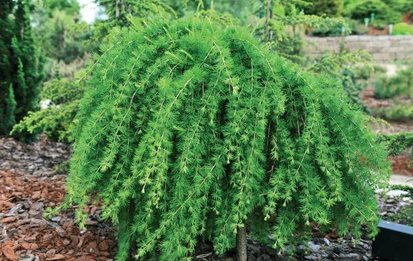 Иллюстрация к книге — Миллион растений для вашего сада [_18.jpg]