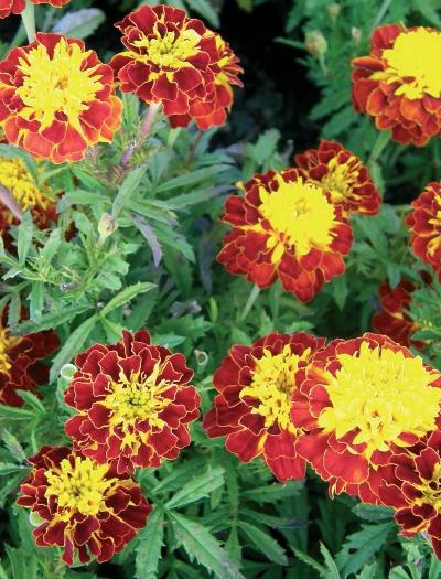 Иллюстрация к книге — Миллион растений для вашего сада [_182.jpg]