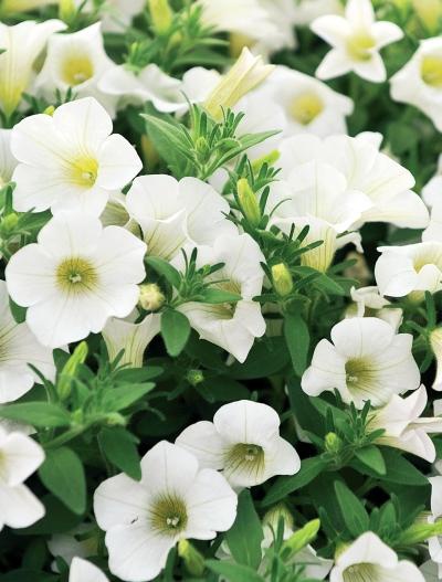 Иллюстрация к книге — Миллион растений для вашего сада [_186.jpg]