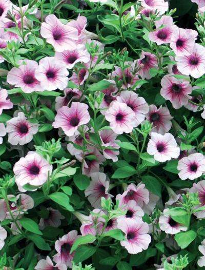 Иллюстрация к книге — Миллион растений для вашего сада [_187.jpg]