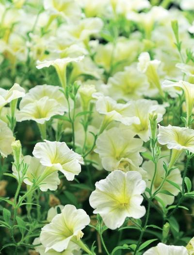 Иллюстрация к книге — Миллион растений для вашего сада [_188.jpg]