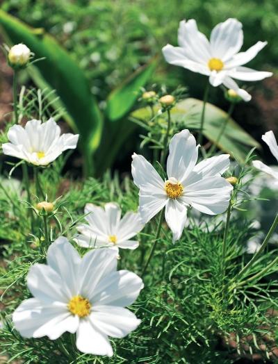 Иллюстрация к книге — Миллион растений для вашего сада [_190.jpg]