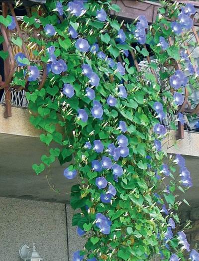 Иллюстрация к книге — Миллион растений для вашего сада [_191.jpg]