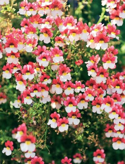 Иллюстрация к книге — Миллион растений для вашего сада [_192.jpg]