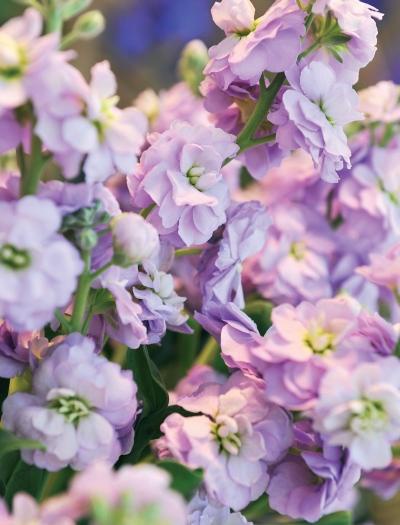 Иллюстрация к книге — Миллион растений для вашего сада [_193.jpg]