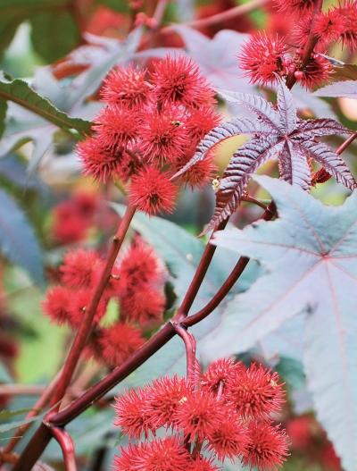 Иллюстрация к книге — Миллион растений для вашего сада [_198.jpg]