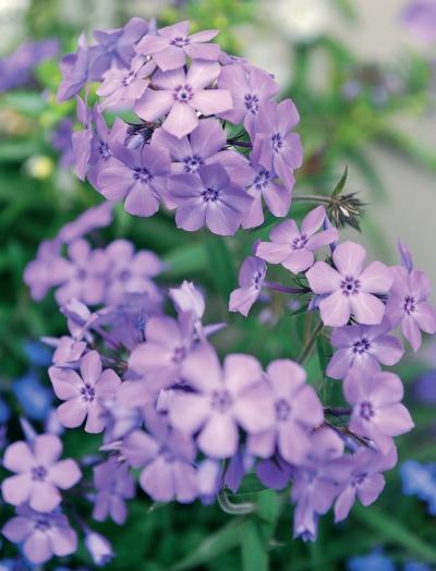 Иллюстрация к книге — Миллион растений для вашего сада [_199.jpg]