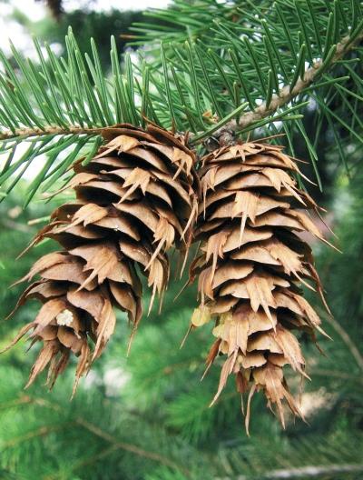 Иллюстрация к книге — Миллион растений для вашего сада [_20.jpg]