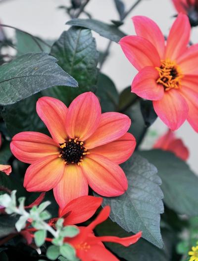 Иллюстрация к книге — Миллион растений для вашего сада [_201.jpg]