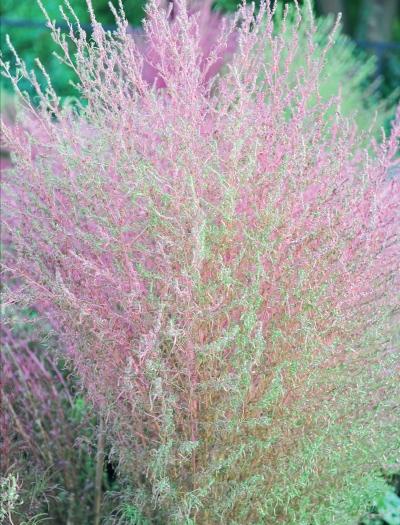 Иллюстрация к книге — Миллион растений для вашего сада [_203.jpg]