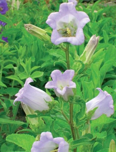 Иллюстрация к книге — Миллион растений для вашего сада [_206.jpg]