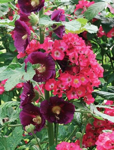 Иллюстрация к книге — Миллион растений для вашего сада [_208.jpg]