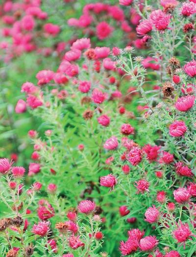 Иллюстрация к книге — Миллион растений для вашего сада [_218.jpg]