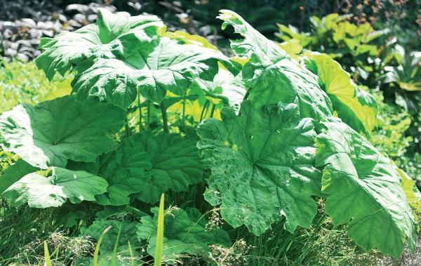 Иллюстрация к книге — Миллион растений для вашего сада [_221.jpg]