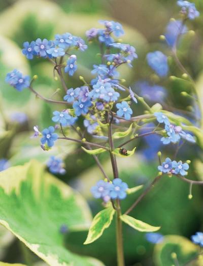 Иллюстрация к книге — Миллион растений для вашего сада [_224.jpg]