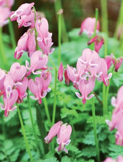 Иллюстрация к книге — Миллион растений для вашего сада [_228.jpg]