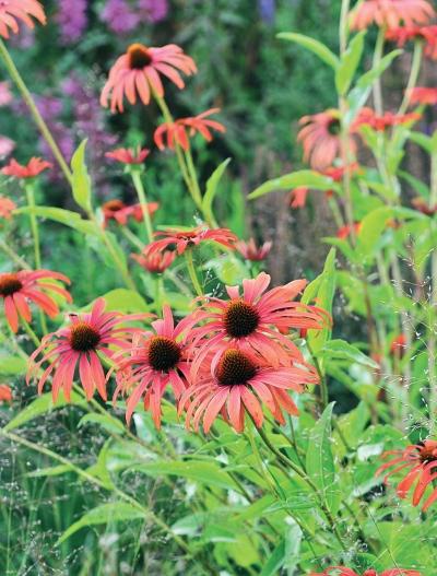 Иллюстрация к книге — Миллион растений для вашего сада [_229.jpg]