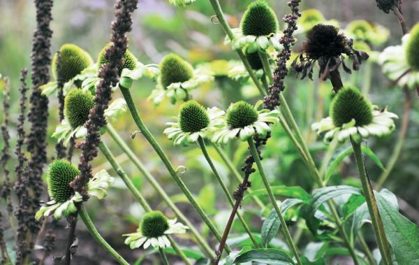 Иллюстрация к книге — Миллион растений для вашего сада [_230.jpg]