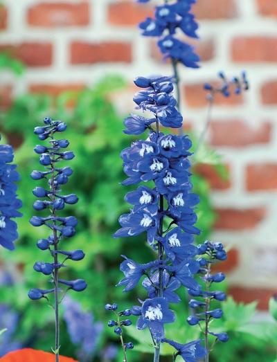 Иллюстрация к книге — Миллион растений для вашего сада [_232.jpg]