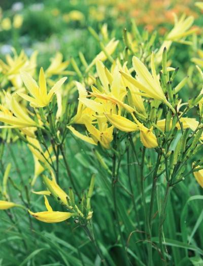 Иллюстрация к книге — Миллион растений для вашего сада [_242.jpg]