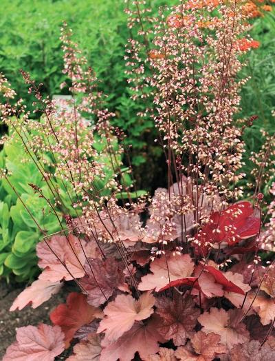 Иллюстрация к книге — Миллион растений для вашего сада [_243.jpg]