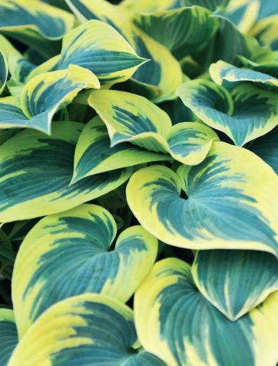 Иллюстрация к книге — Миллион растений для вашего сада [_244.jpg]