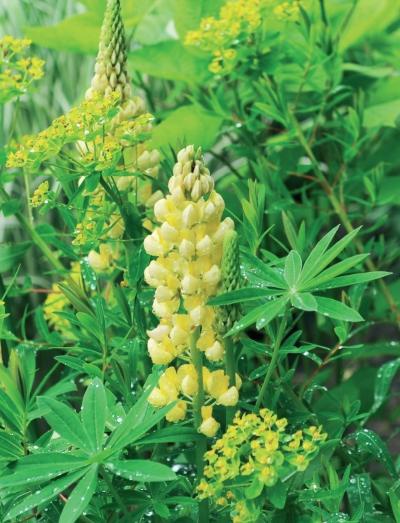 Иллюстрация к книге — Миллион растений для вашего сада [_245.jpg]