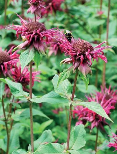 Иллюстрация к книге — Миллион растений для вашего сада [_246.jpg]