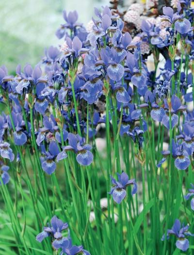 Иллюстрация к книге — Миллион растений для вашего сада [_247.jpg]