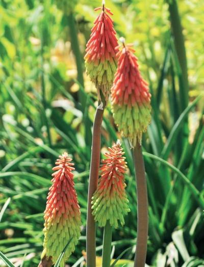 Иллюстрация к книге — Миллион растений для вашего сада [_248.jpg]