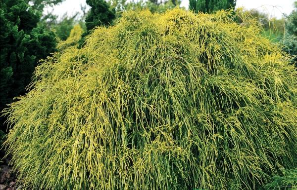 Иллюстрация к книге — Миллион растений для вашего сада [_25.jpg]